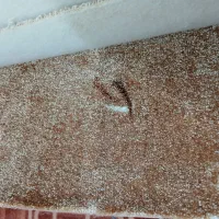 پالاز موکت