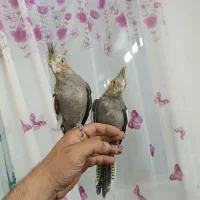 عروس هلندی و یک جفت فنچ