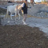 اسب کرد اصیل|اسب و تجهیزات اسب‌سواری|اردبیل, |دیوار