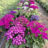 فروش عمده انواع گل و گیاه عید مخصوص همکاران