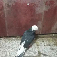 کبوتر ،کفتر سالم به شرط|پرنده|گرگان, |دیوار