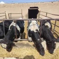 گوساله نر باخرز|حیوانات مزرعه|تربت جام, جامی|دیوار