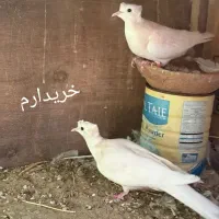 کپوت ماده کاکلی