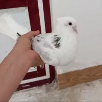 کبوتر|پرنده|میانه, |دیوار