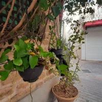 مبله ساحل مرکزشهر بافت تاریخی