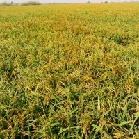 شلتوک شلب بذری