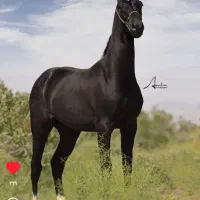 اسب جشنواره زیبایی