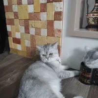 گربه بریتیش|گربه|زنجان, |دیوار