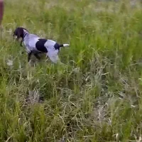 واگذاری پینتر آلمان شکاری|سگ|صومعهسرا, |دیوار