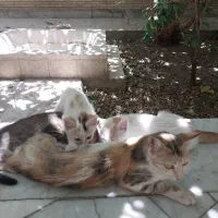 واگذاری گربه