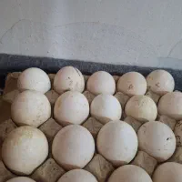 تخم بوقلمون