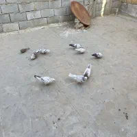 8عدد‌کبوتر‌خوب وعالی