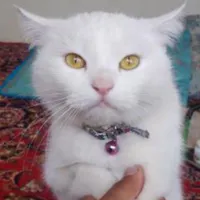 گربه پرشین پوزه دار|گربه|مراغه, |دیوار