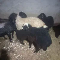 بر نر سبک