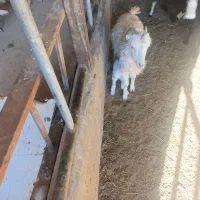 بره وبز|حیوانات مزرعه|تاکستان, |دیوار