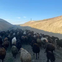 فروش ۴۰۰راس‌گوسفند