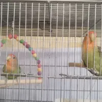 فروش طوطی گرینچیک و کوتوله|پرنده|بروجن, |دیوار