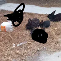 ۴ عدد خرگوش دو نر دو ماده|موش و خرگوش|گمیشان, |دیوار