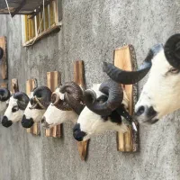 پوست گوسفند دکور