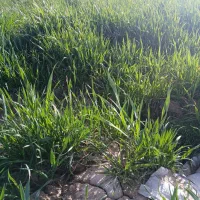 زمین کشاورزی