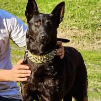 مالینویز بلک ماده