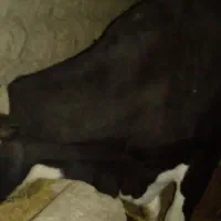 یک عدد گاو همراه گوساله نر