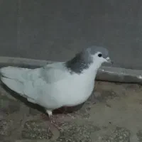 چپ ماده جوان|پرنده|مشهد, شهید قربانی|دیوار