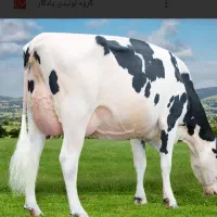 کود حیوانی  گوسفند وگاو