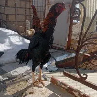 لاری دونگ بالا