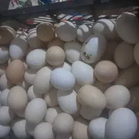 فروش تخم مرغ|خوردنی و آشامیدنی|اندیمشک, |دیوار