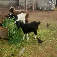 دوتا بز|حیوانات مزرعه|بندر ماهشهر, |دیوار