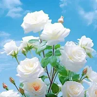 راهنمایی جهت یادگیری طب سنتی