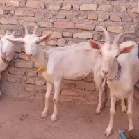 چهار عدد یکساله سانن درجه یک|حیوانات مزرعه|تایباد, |دیوار