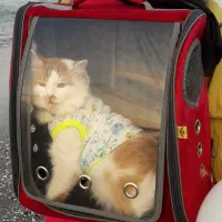 کیف حمل سگ و گربه