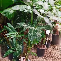 گل و گیاهان آپارتمانی|گل و گیاه طبیعی|شاهین‌شهر, شهرک ردانی پور|دیوار