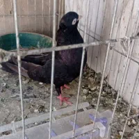سیاه آبادانی
