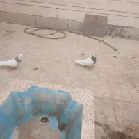 کبوتر|پرنده|شهرضا, |دیوار