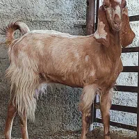 بز،تیشتر ماده گلابی، تکاوری،کهره نر بوئر|حیوانات مزرعه|وحدتیه, |دیوار