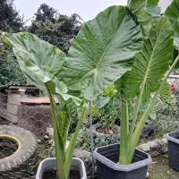 فروش بابا آدم.|گل و گیاه طبیعی|فومن, |دیوار