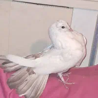 کبوترمفلق جیر