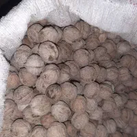 گردو|خوردنی و آشامیدنی|مشهد, همت آباد|دیوار