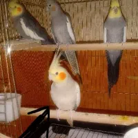 طوطی مرواریدی ماده|پرنده|تبریز, |دیوار