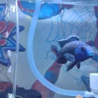 ماهی سیچیلاید مالاوی|ماهی|ساوه, |دیوار