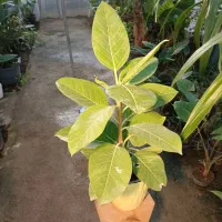 گل فیکوس آلتیسما|گل و گیاه طبیعی|مشهد, خرم آباد|دیوار