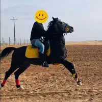 نریان کرد|اسب و تجهیزات اسب‌سواری|قیدار, |دیوار