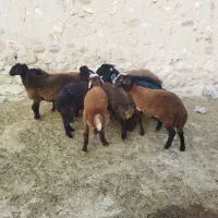 8 بره ماده همو و1 هترو