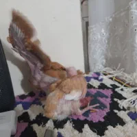 یه جفت جوجه