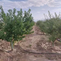 فروش باغ به متراژ ۹۰۰متر در روستای هیبت اللّه|فروش دفتر صنعتی، کشاورزی، تجاری|سنقر, |دیوار