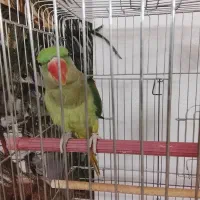 شاه طوطی نر|پرنده|خوی, |دیوار