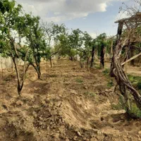 خاک باغچه حاصل خیز فقط کیسه ای ۵۰کیلو۶۰هزار|خدمات باغبانی و درختکاری|زاهدان, |دیوار